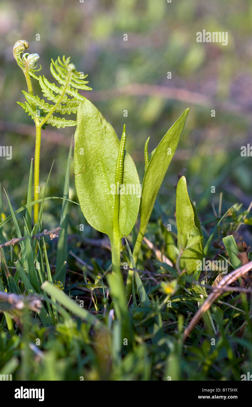 Ophioglossum vulgatum Adder's tongue fern Stock Photo