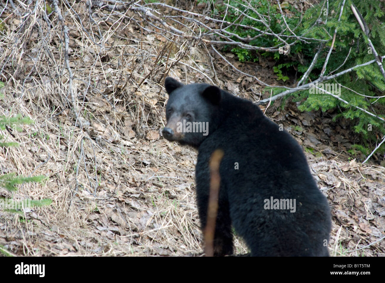 American Black Bear, Ursus americanus, on road side during a rainy day in Northern British Columbia Canada. Stock Photo