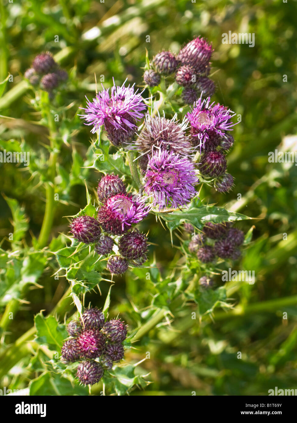 Marsh Thistle flowering in a Marshland area of England UK Stock Photo