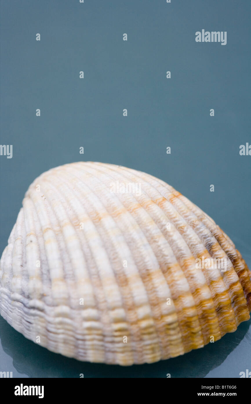 One Shell Photography One shell mollusk hi-res stock photography and images - Alamy