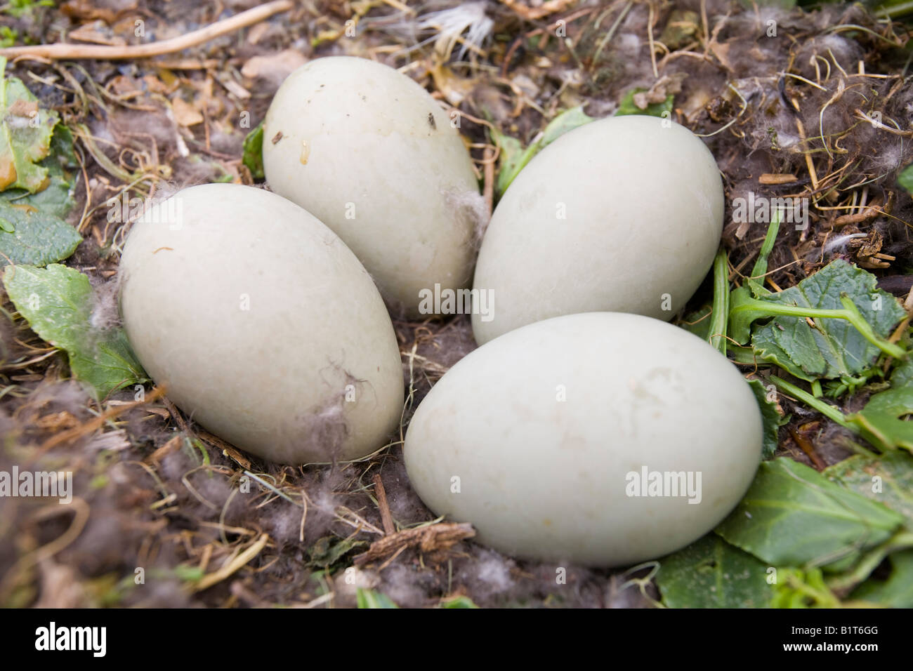 eider-duck-egg-hi-res-stock-photography-and-images-alamy