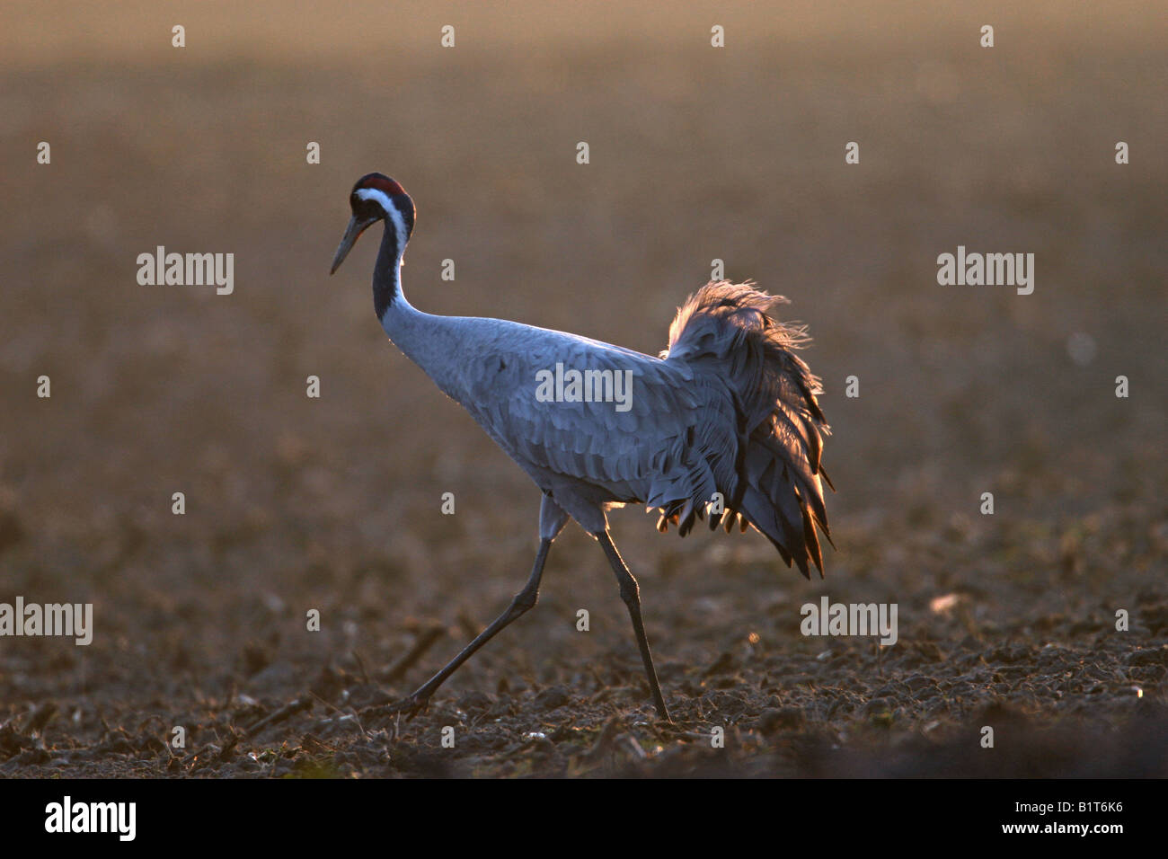 Common Crane walking / Grus grus Stock Photo Alamy