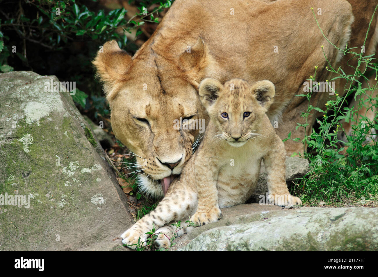 lioness with cub / Panthera leo Stock Photo - Alamy