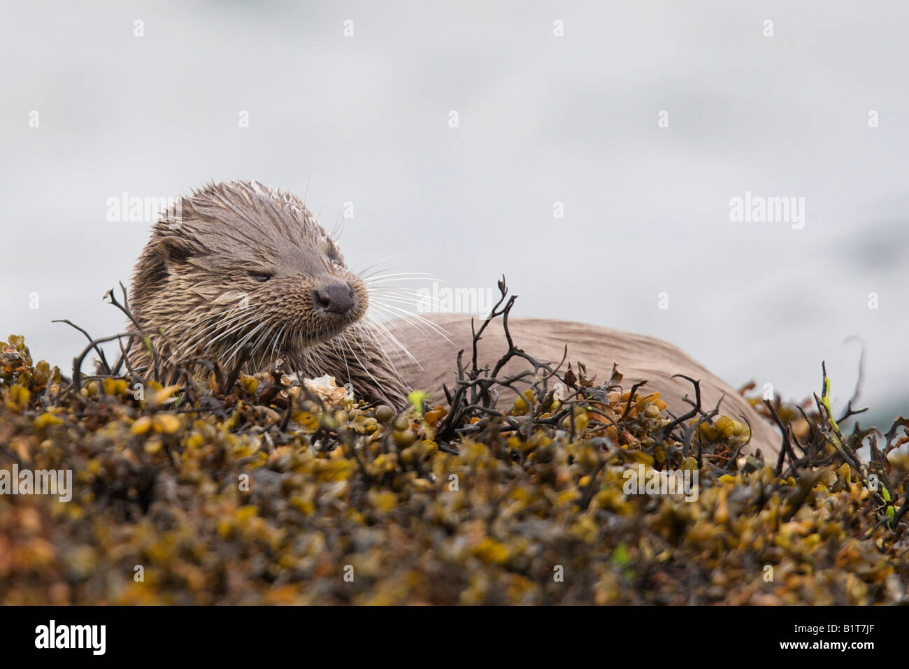 Otter lutra lutra eating a crab on seaweed on the coast of Scotland Stock Photo