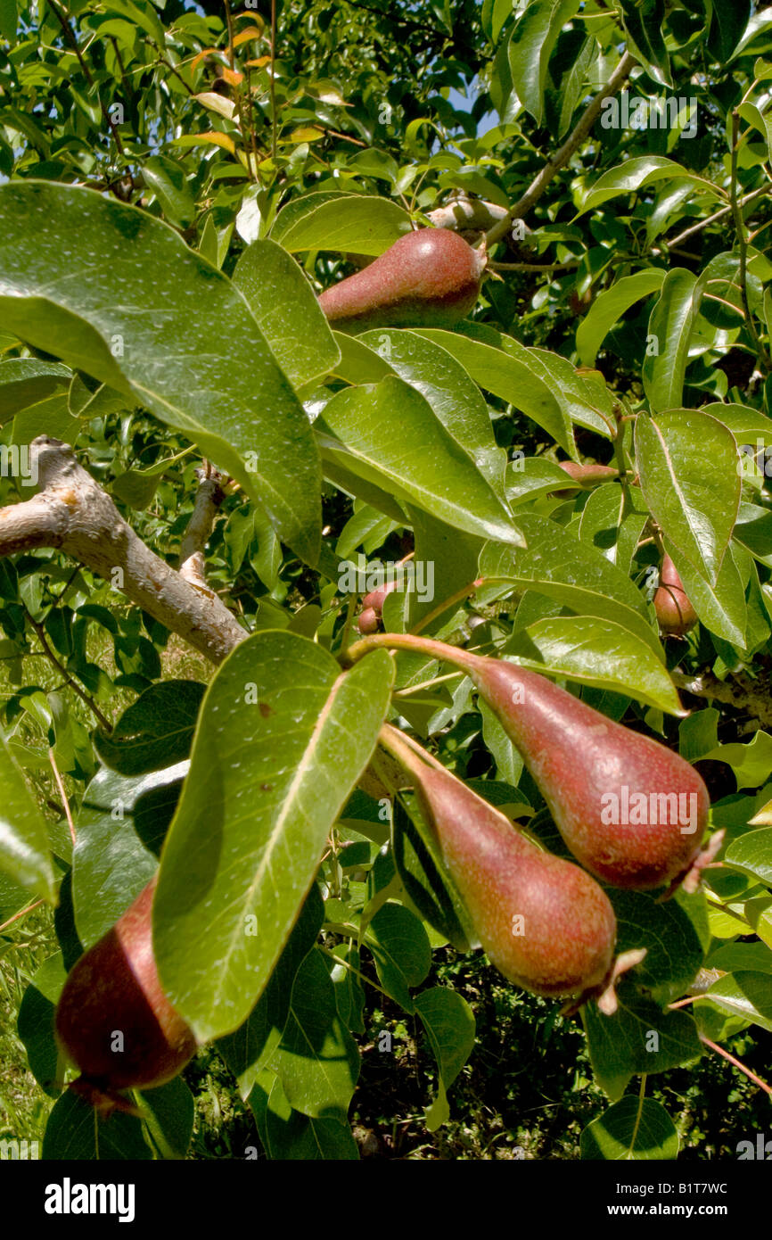 River Bartlett Pears -- Red & Green