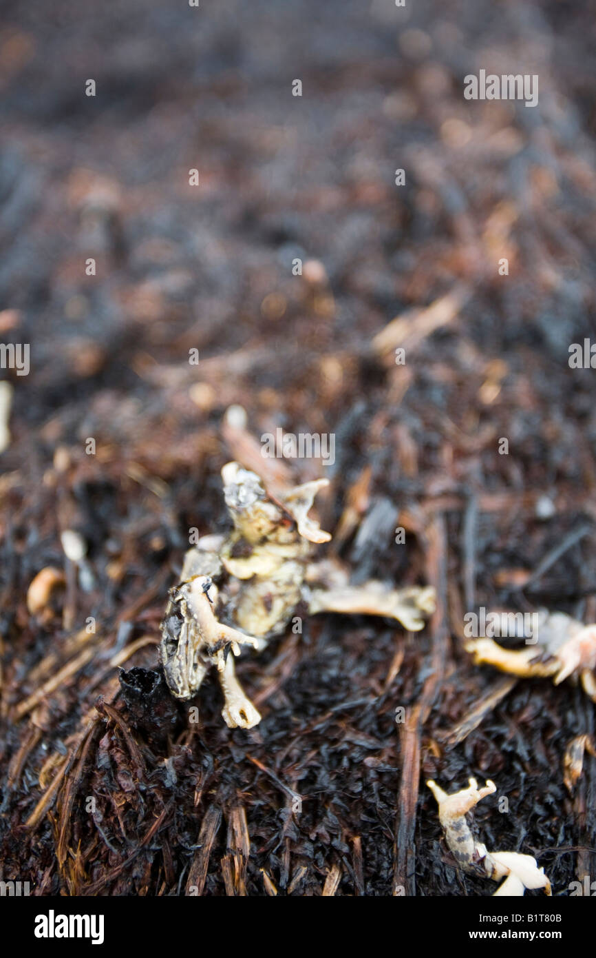 A frog killed by a moorland fire above Littleborough, UK after a ...