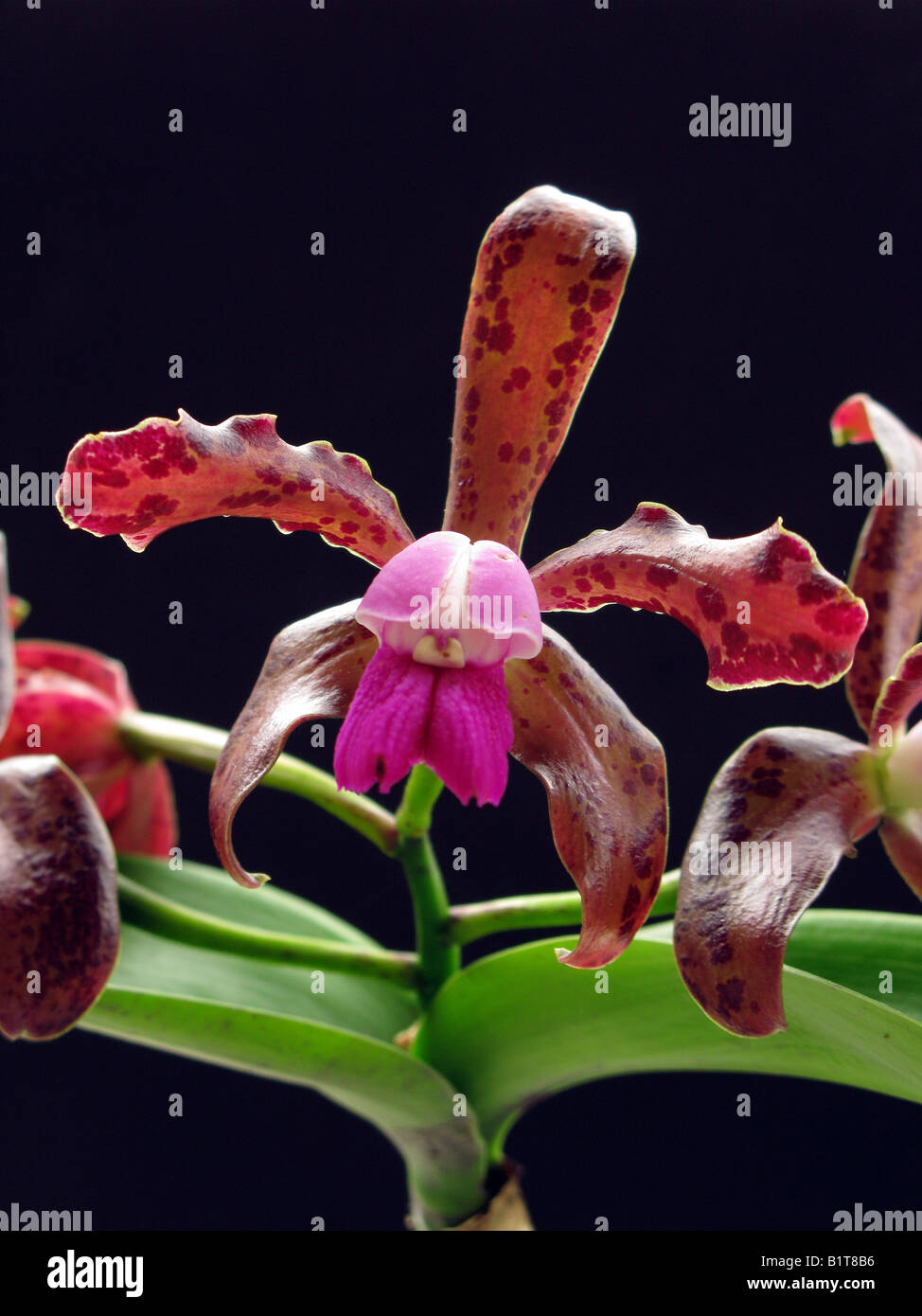 orchid Cattleya Guttata leopoldii, brasil orchid Stock Photo