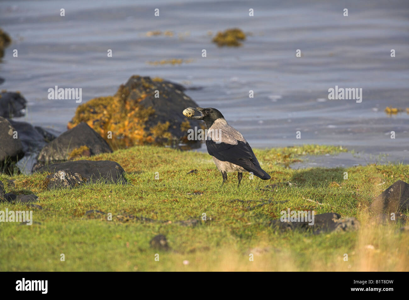 Hooded Crow Corvus cornix adult carrying Oystercatcher egg alongside ...