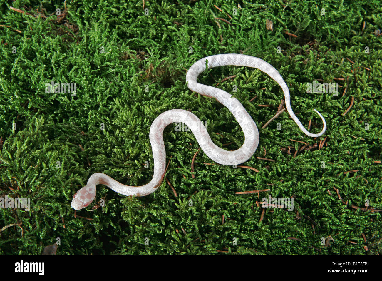 corn snake / Pantherophis guttatus Stock Photo Alamy