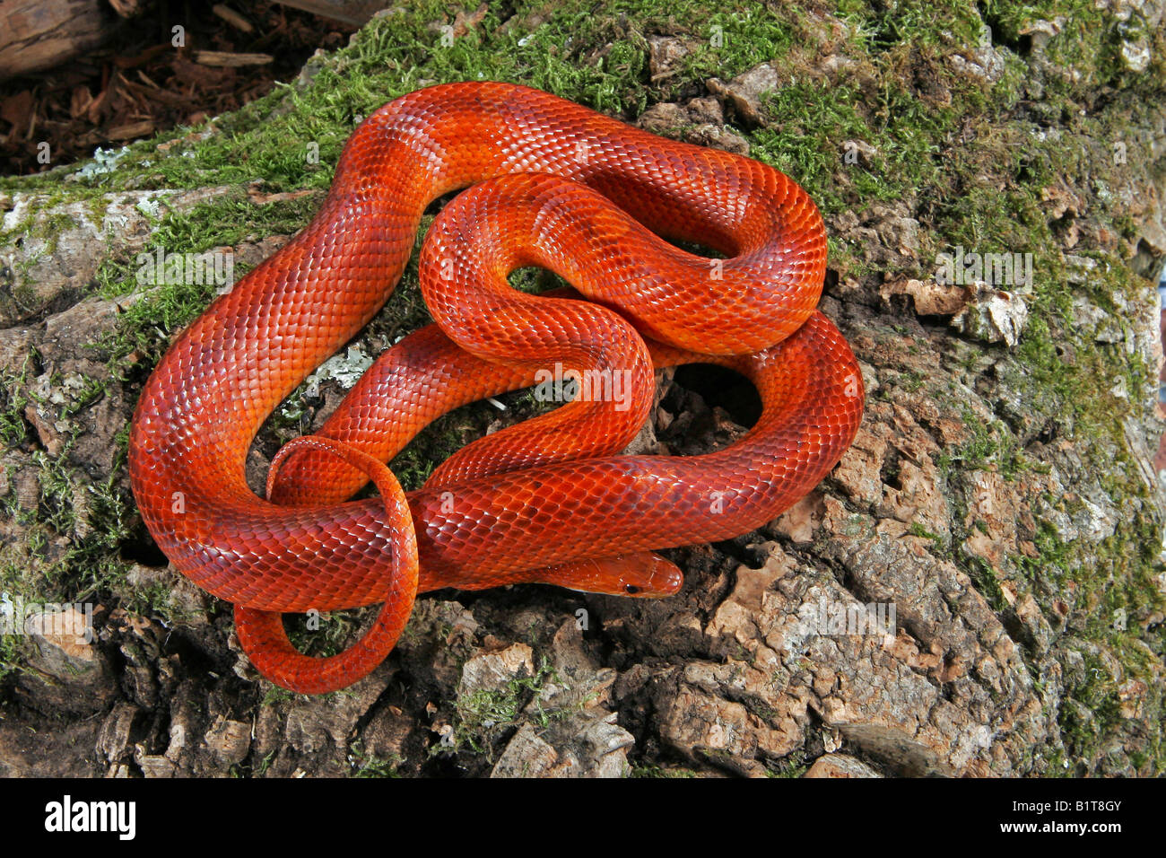 Bloodred Corn Snake Hatchling