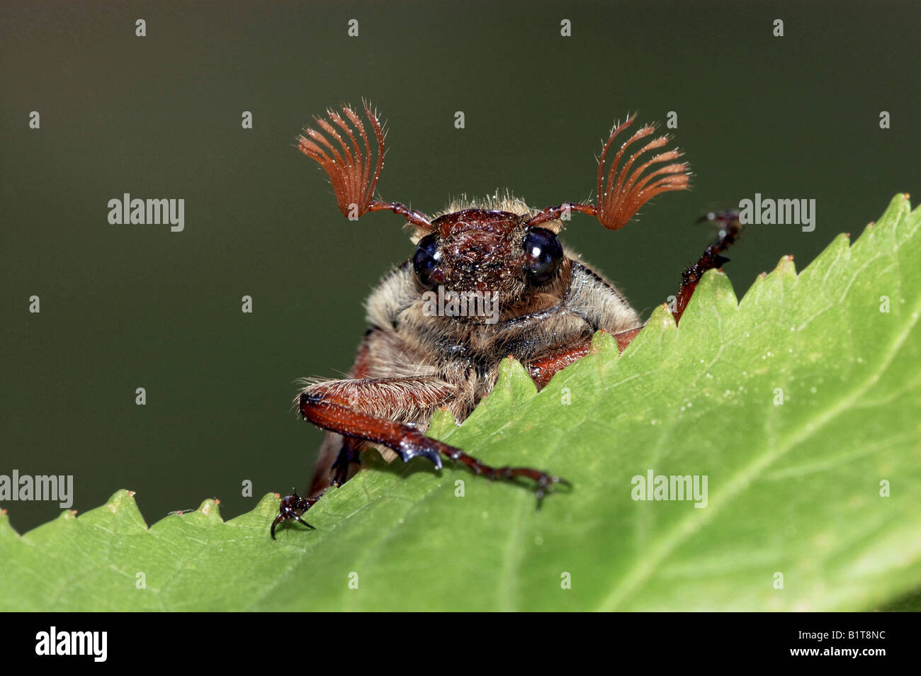 common cockchafer on leaf / Melolontha melolontha Stock Photo