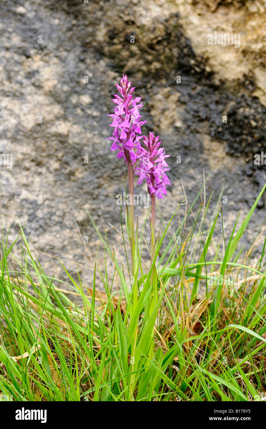 Robust Marsh Orchid, Dactylorhiza elata, terrestrial orchid Stock Photo