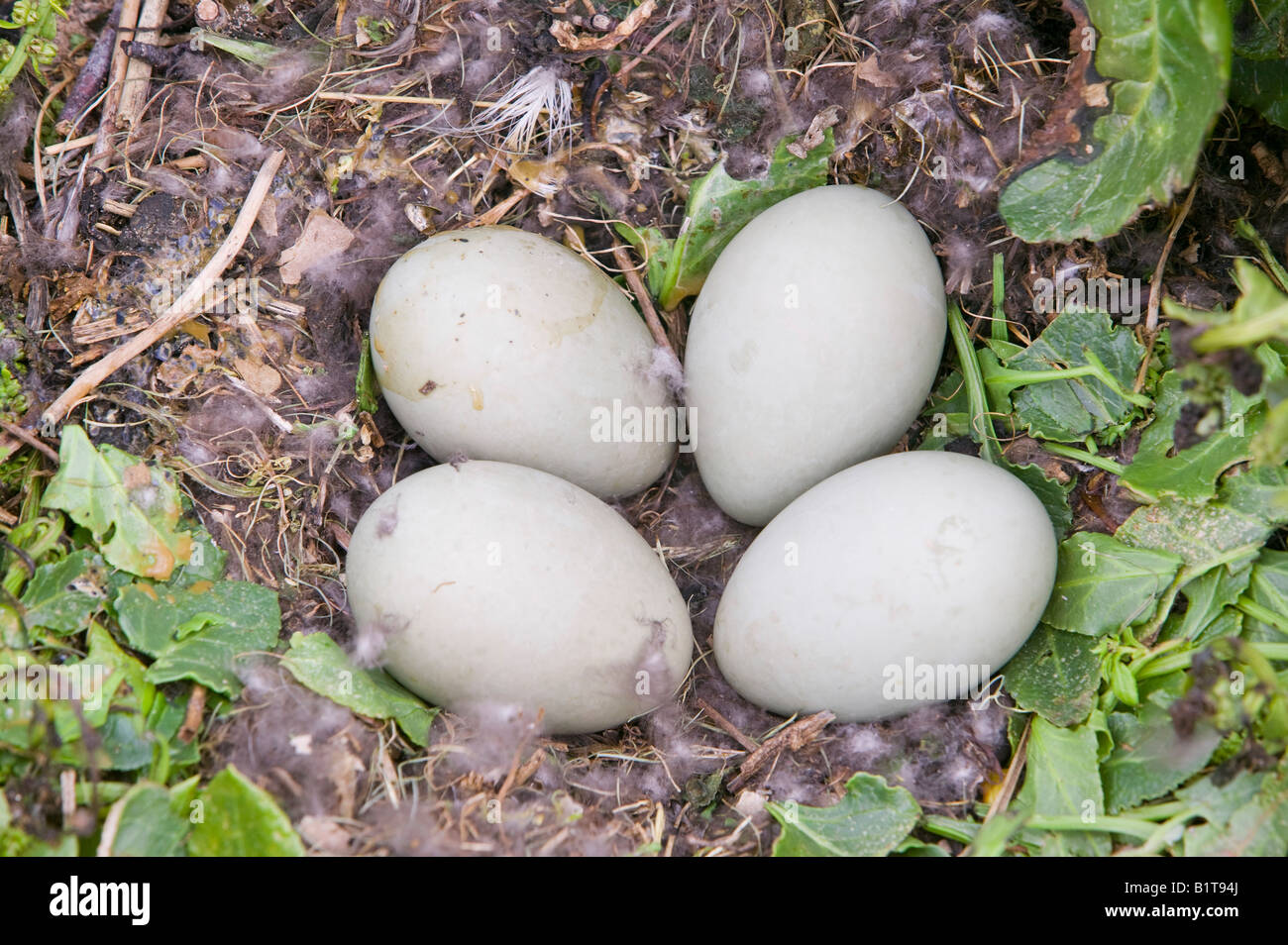 An Eider Ducks nest on walney Island Cumbria UK Stock Photo - Alamy