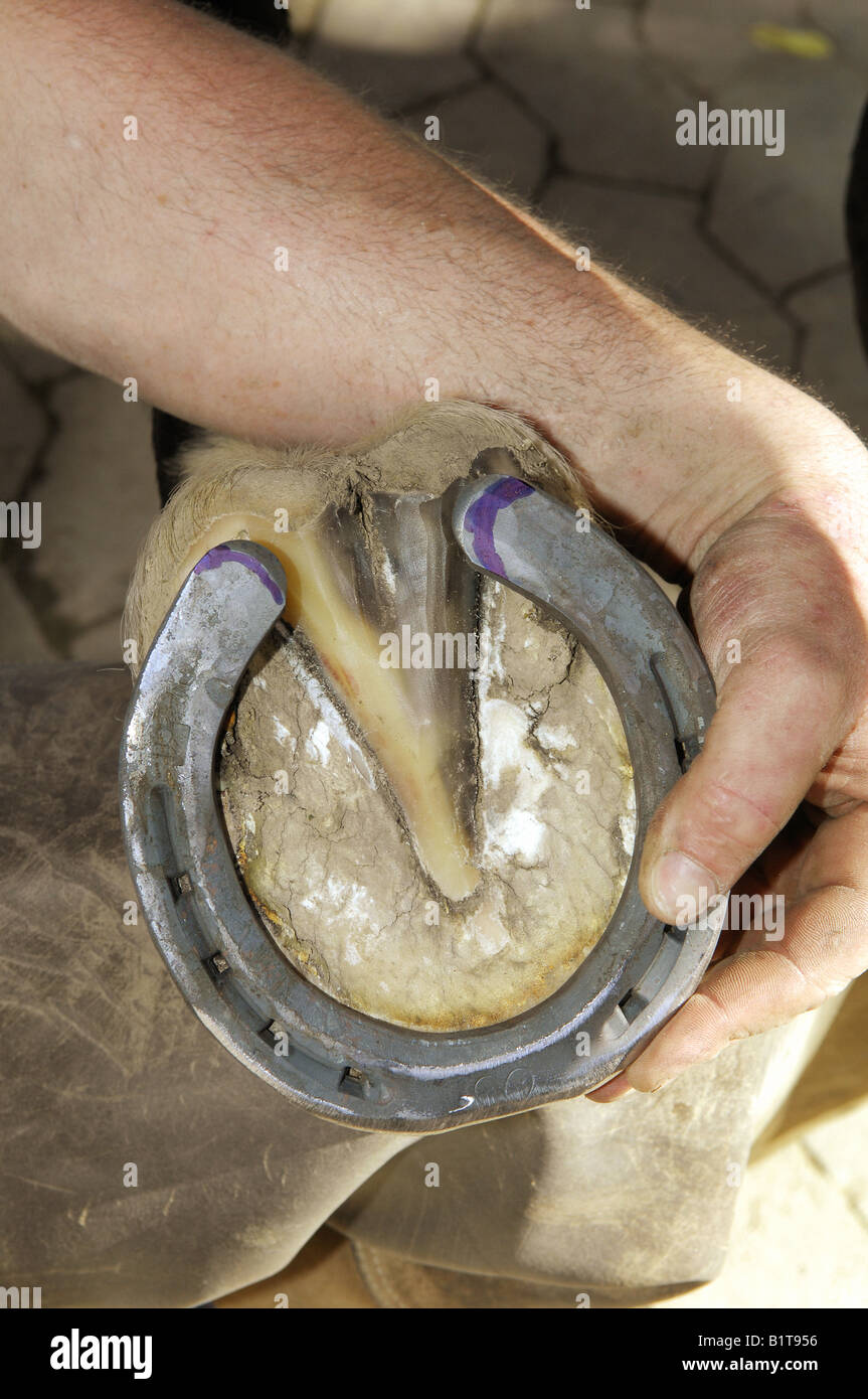 horse getting new horseshoes Stock Photo Alamy