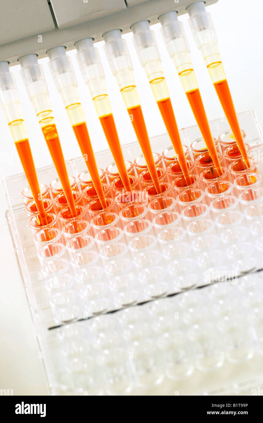 A multichannel pipette is used to dispense samples into a 96 well