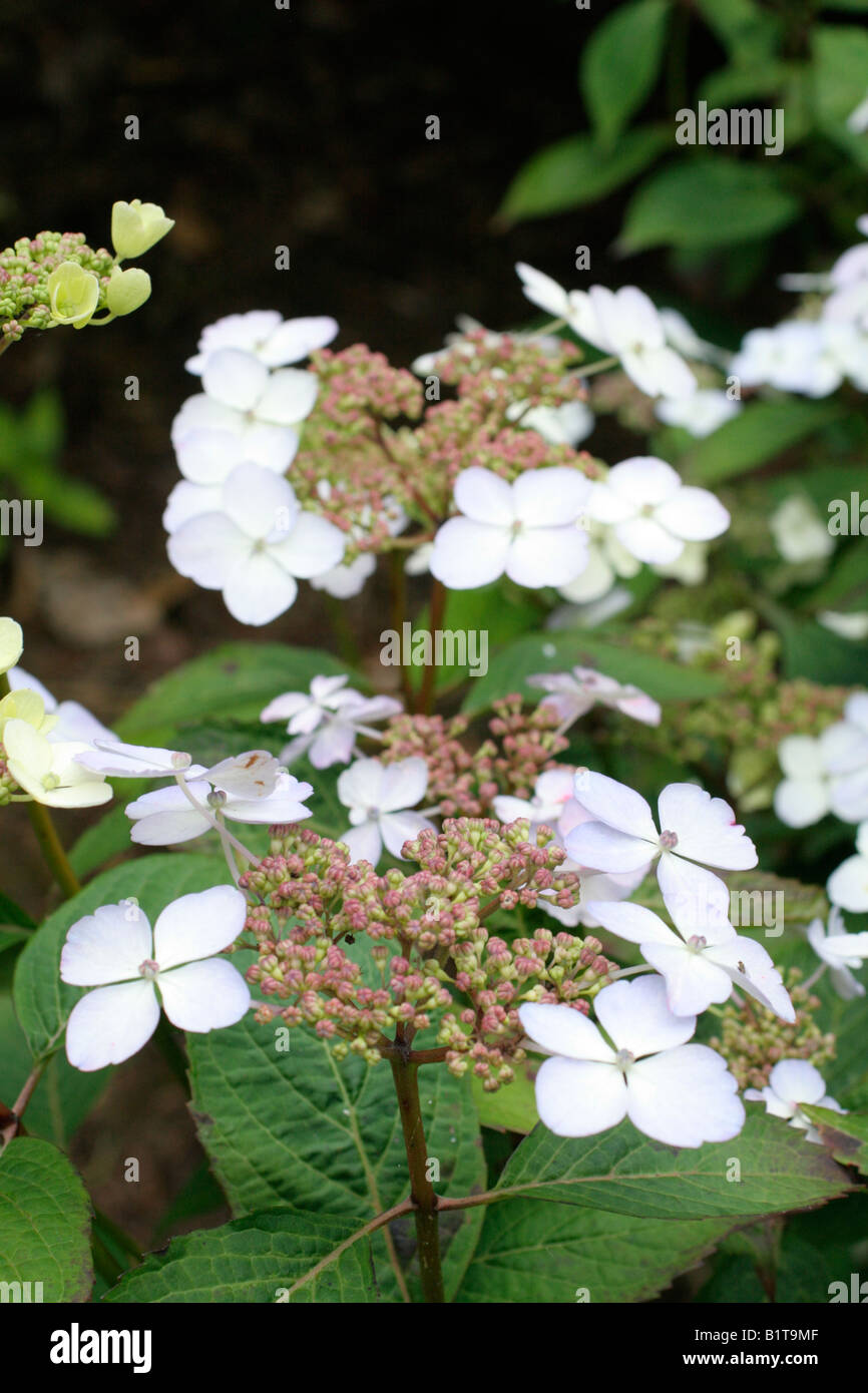 HYDRANGEA SERRATA KOREANA Stock Photo