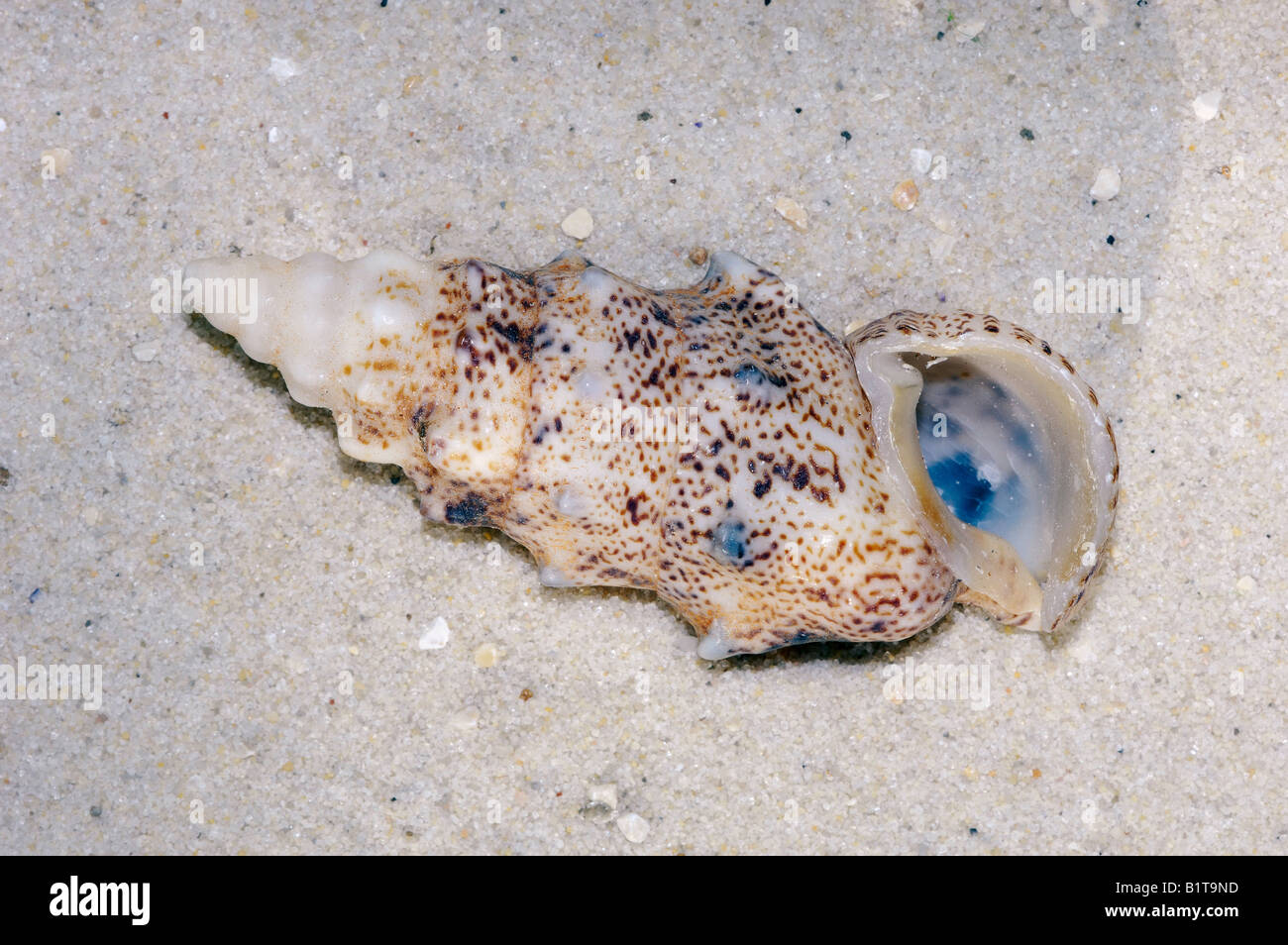 sea snail / Drillia spec. Stock Photo