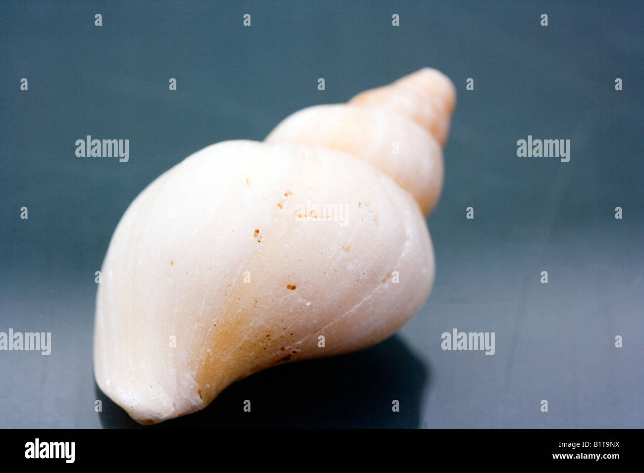 One sea shell found washed up on a beach in the UK Stock Photo - Alamy