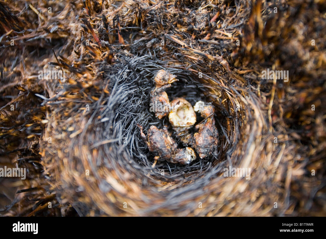 A Meadow Pipits nest destroyed by a moorland fire above Littleborough