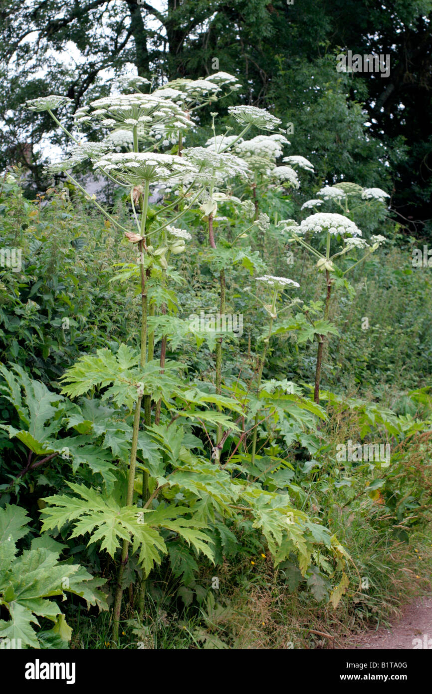 GIANT HOGWEED HERACLEUM MANTEGAZZIANUM Stock Photo