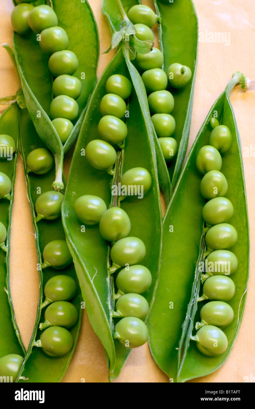 HERITAGE PEA VARIETY KNOWN AS JACK GOLD GROWN AT HOLBROOK GARDEN Stock Photo