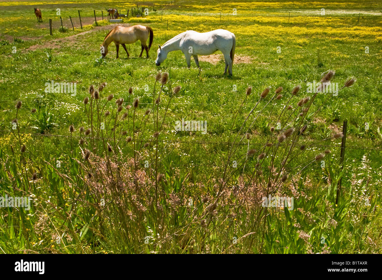 Two horses graze in a pasture near Ashland Oregon Stock Photo