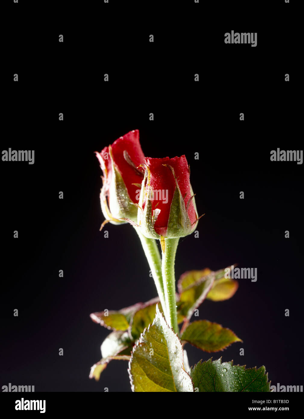 182,700+ Rose Buds Stock Photos, Pictures & Royalty-Free Images