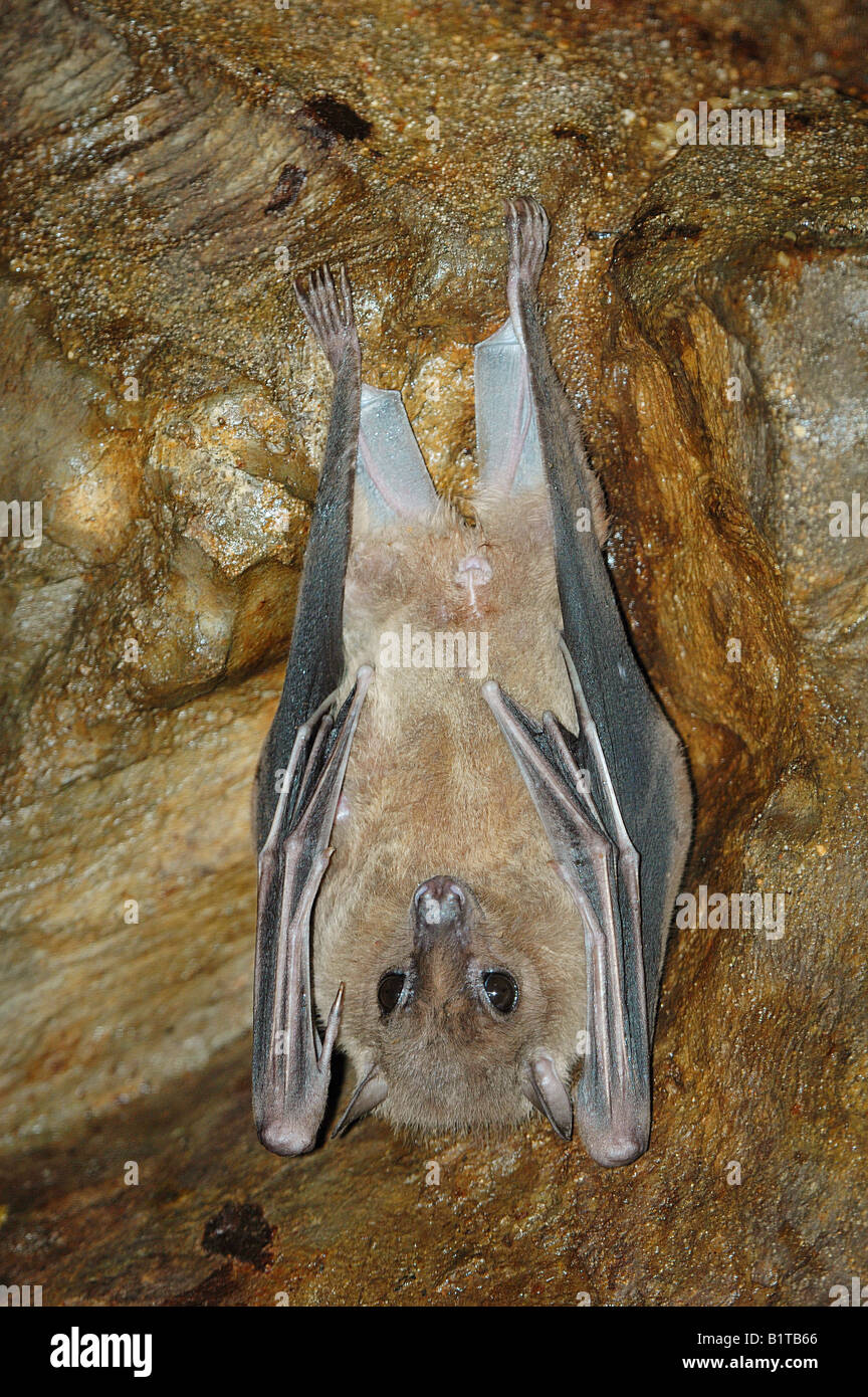egyptian fruit bat - hanging / Rousettus aegyptiacus Stock Photo