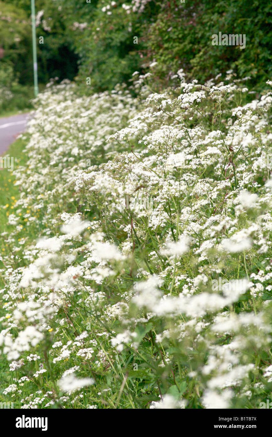 white wild carrot flower Stock Photo - Alamy