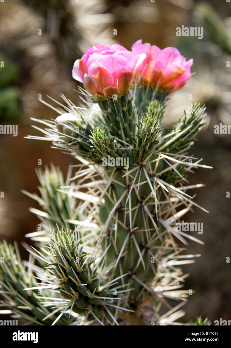 Pink Flowering Cactus, Opuntia imbricata, Mexico Stock Photo