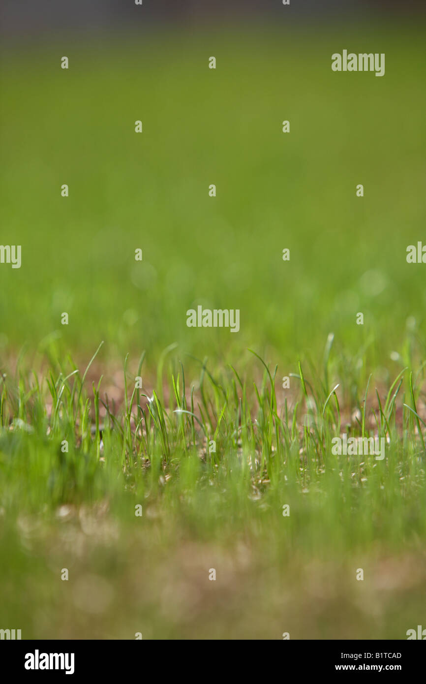 new grass growing from grass seed in a lawn of a garden , northern