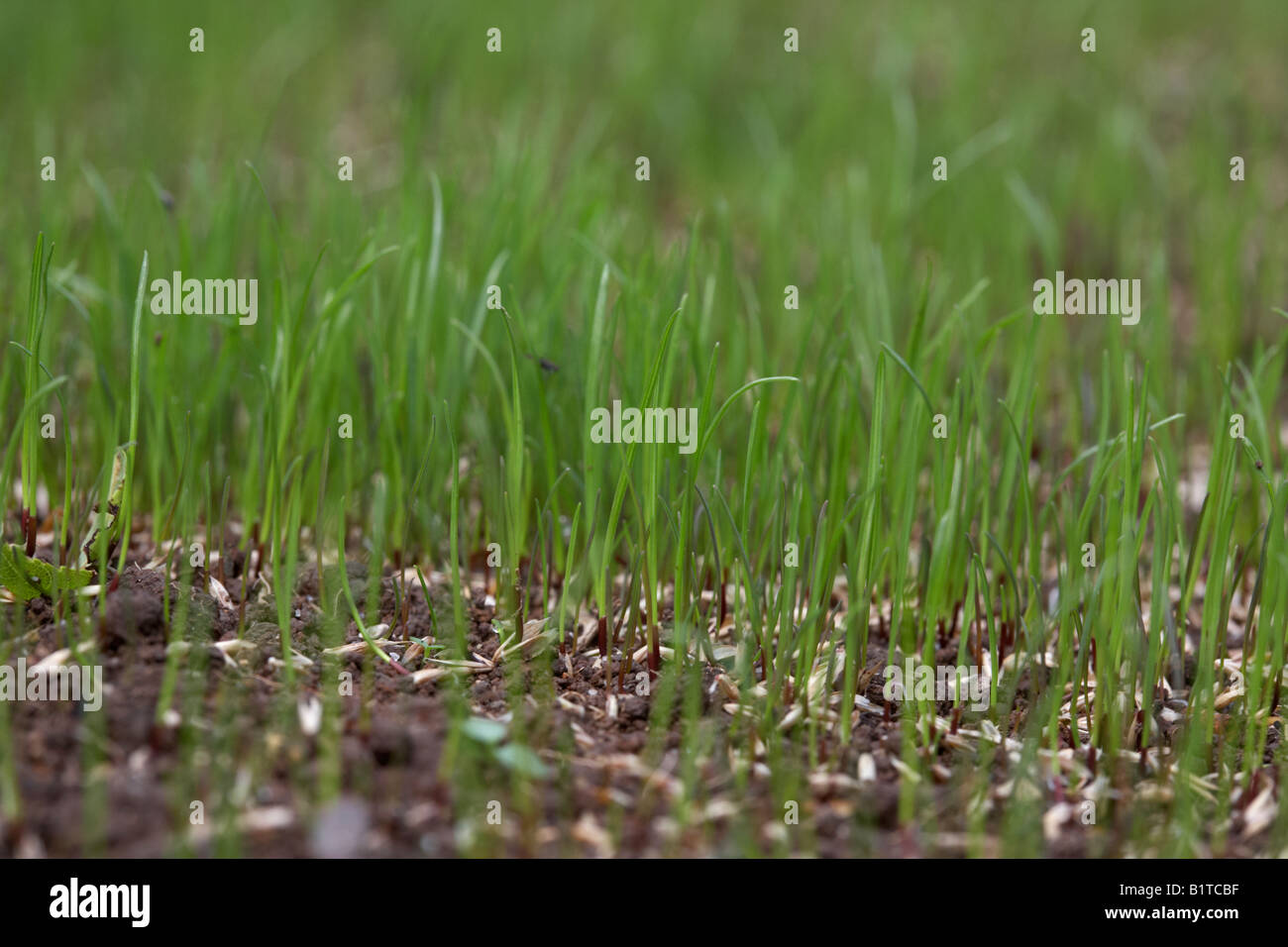 new grass growing from grass seed in a garden , northern ireland Stock
