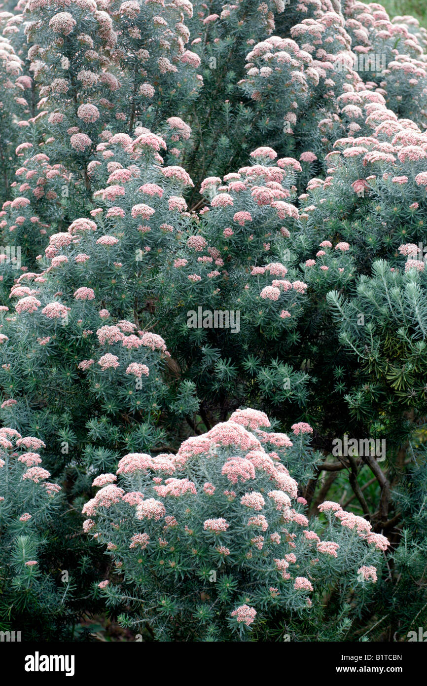 Ozothamnus hi-res stock photography and images - Alamy