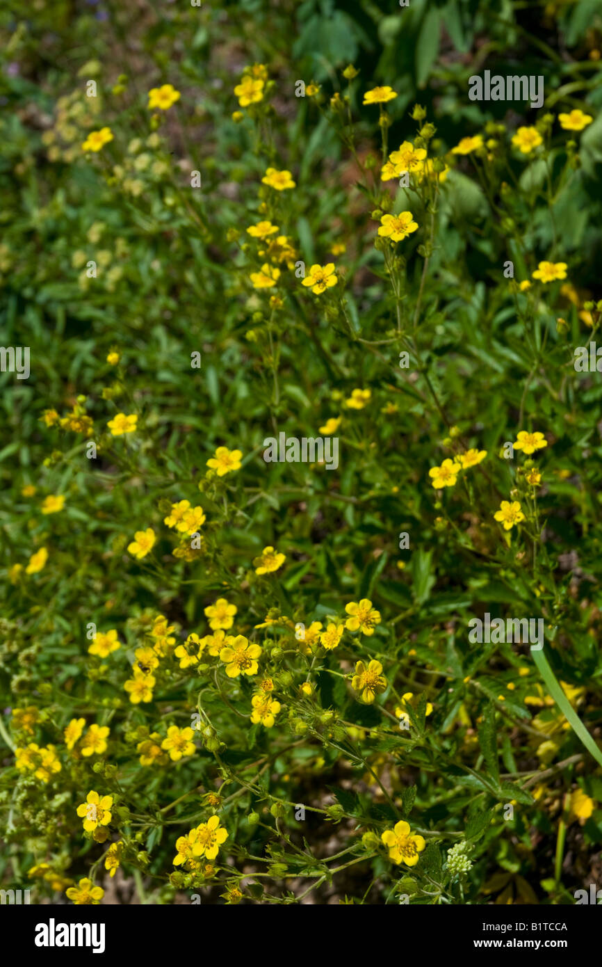 Idaho Wildflowers in the mountains in summer Stock Photo - Alamy