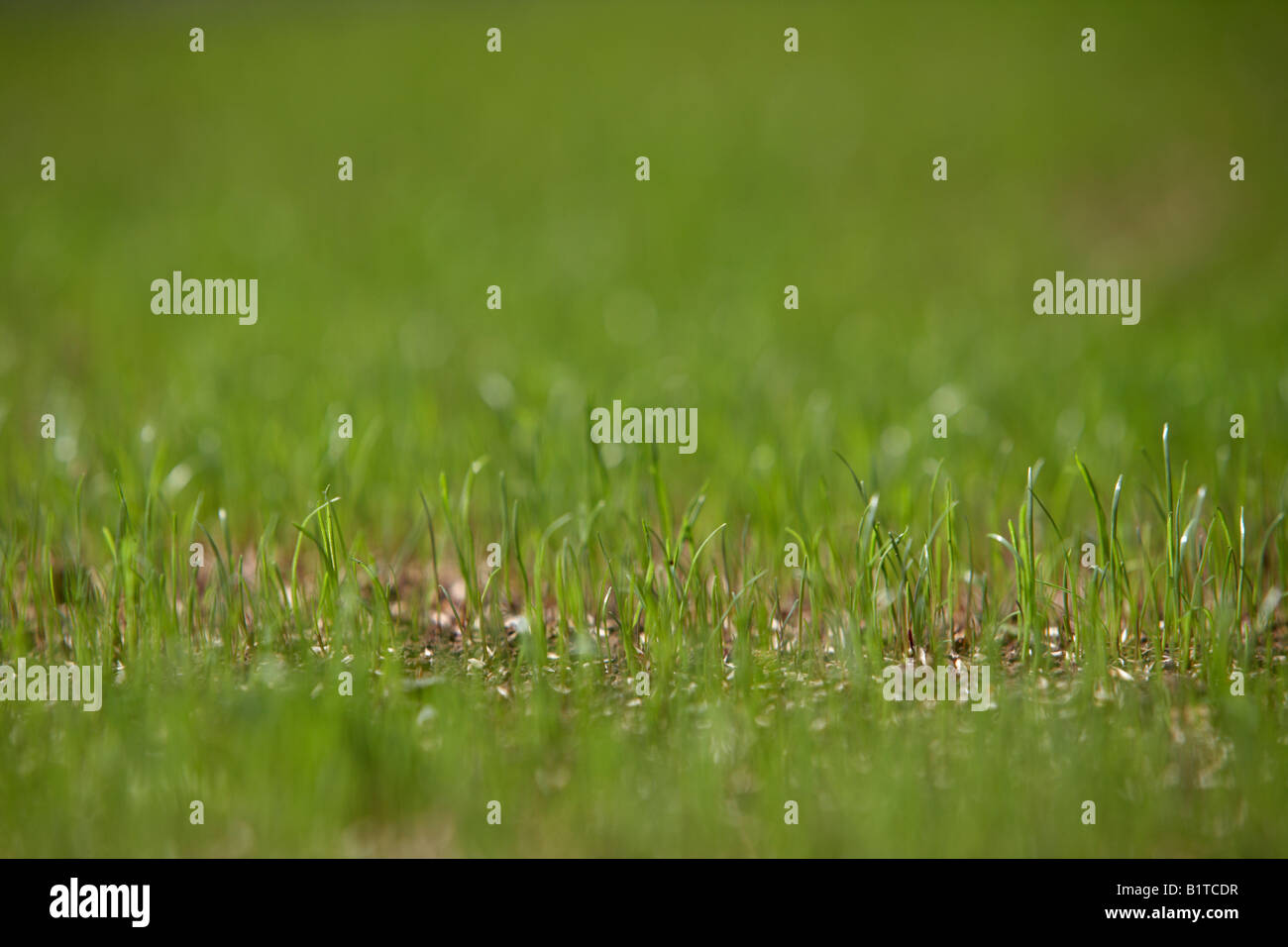 new grass growing from grass seed in a lawn of a garden , northern