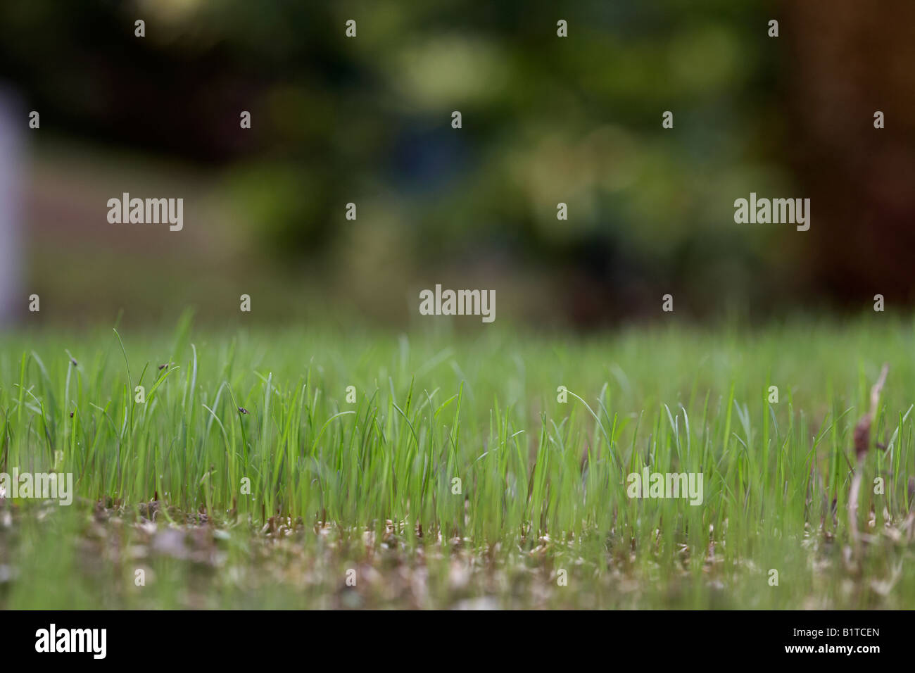 Red fescue grass hires stock photography and images Alamy