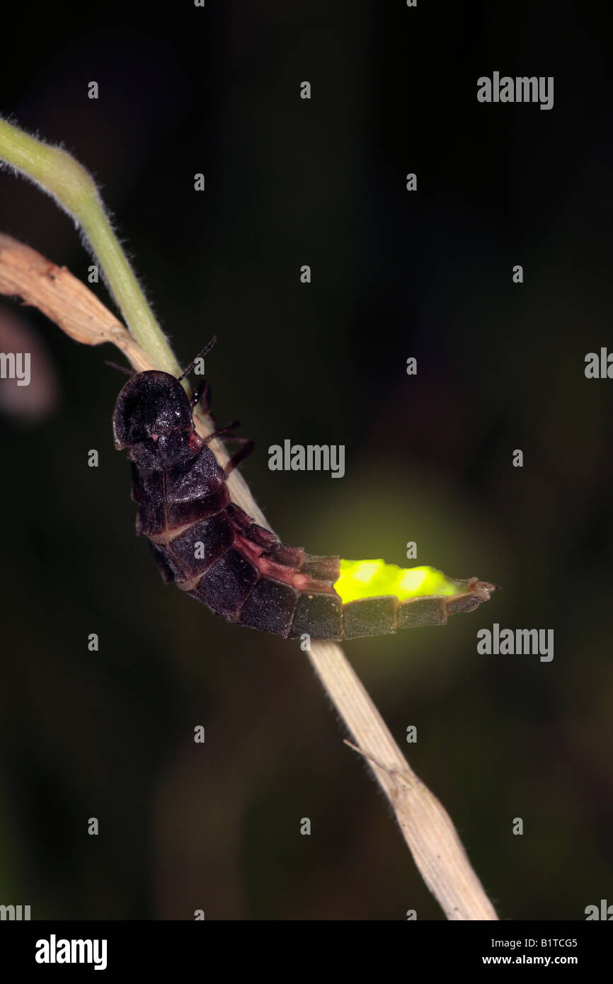 Glow-worm Lampyris noctiluca on grass stalk Potton Bedfordshire Stock Photo