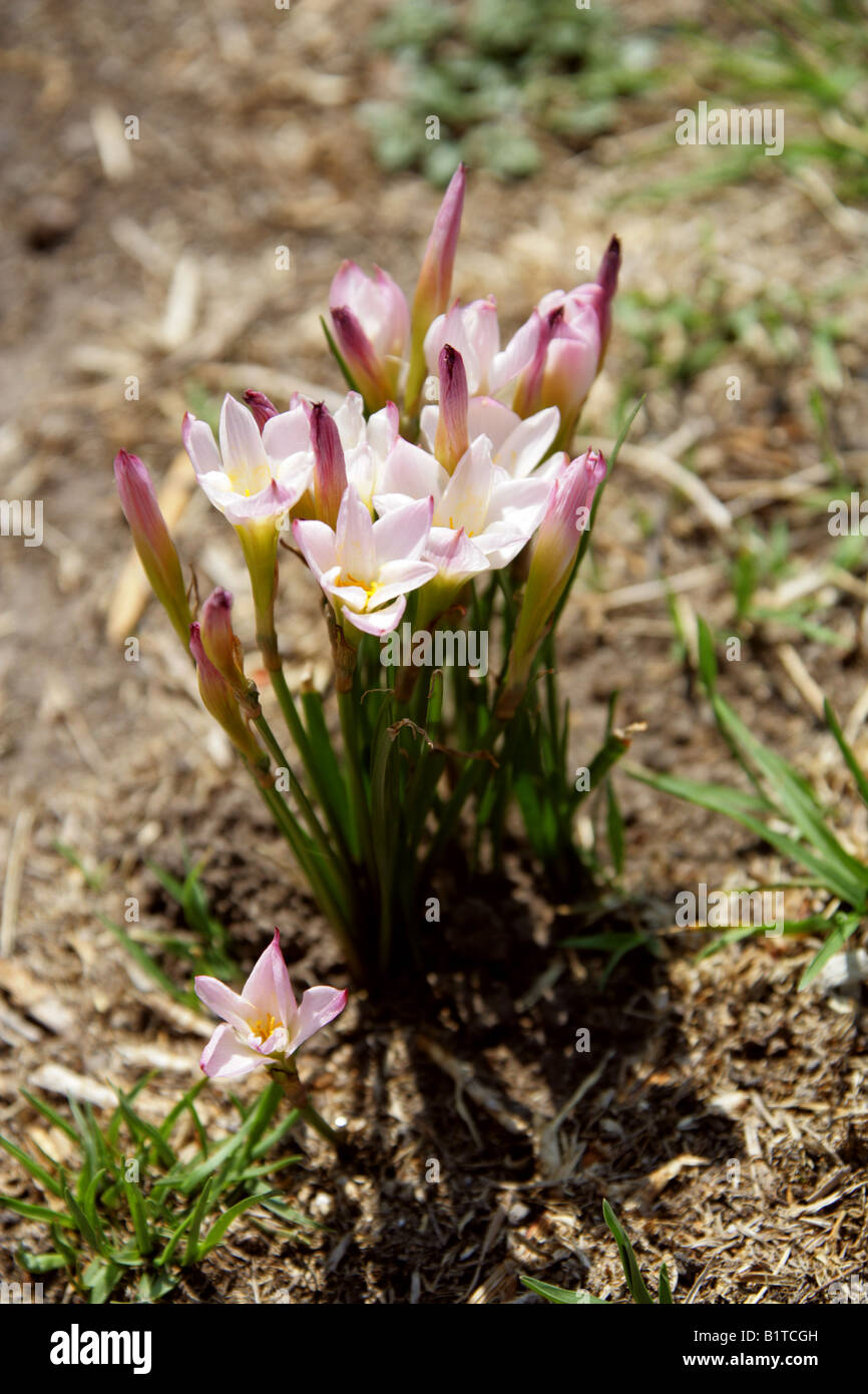 A Species of Colchicum Growing in the Grounds of the Ancient City of Teotihuacan, Mexico Stock Photo