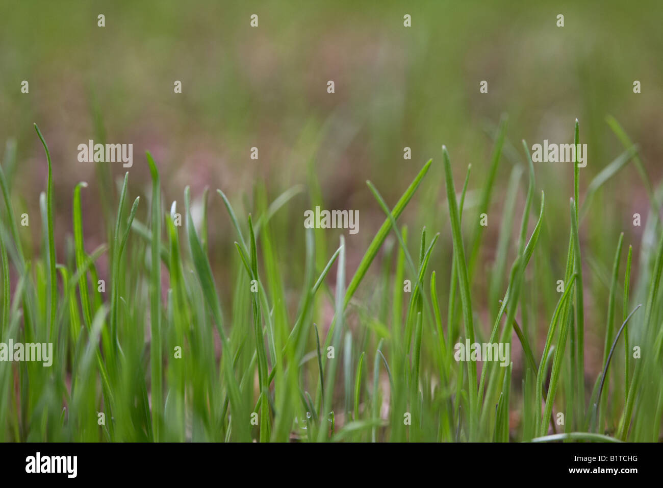 blades of new grass growing from grass seed in a garden , northern