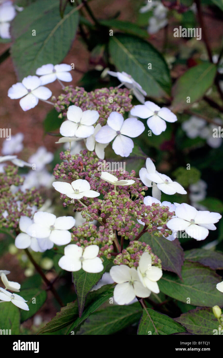HYDRANGEA SERRATA KOREANA Stock Photo