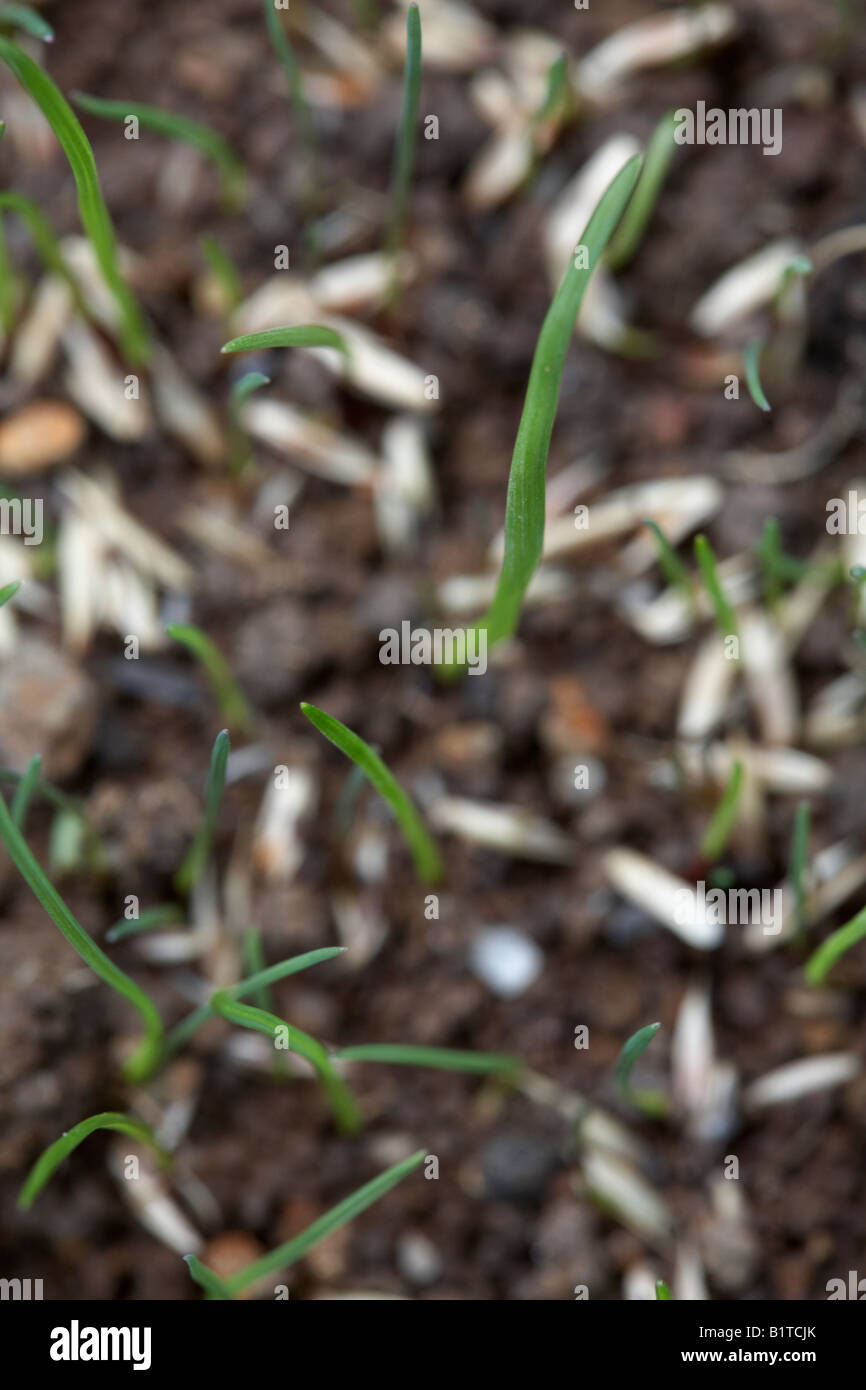 overhead view of blades of new grass growing from grass seed in a