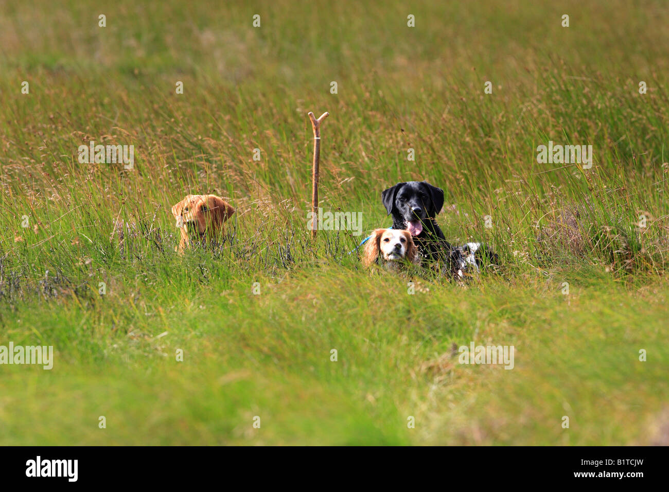 Gun Dogs awaiting command Stock Photo Alamy