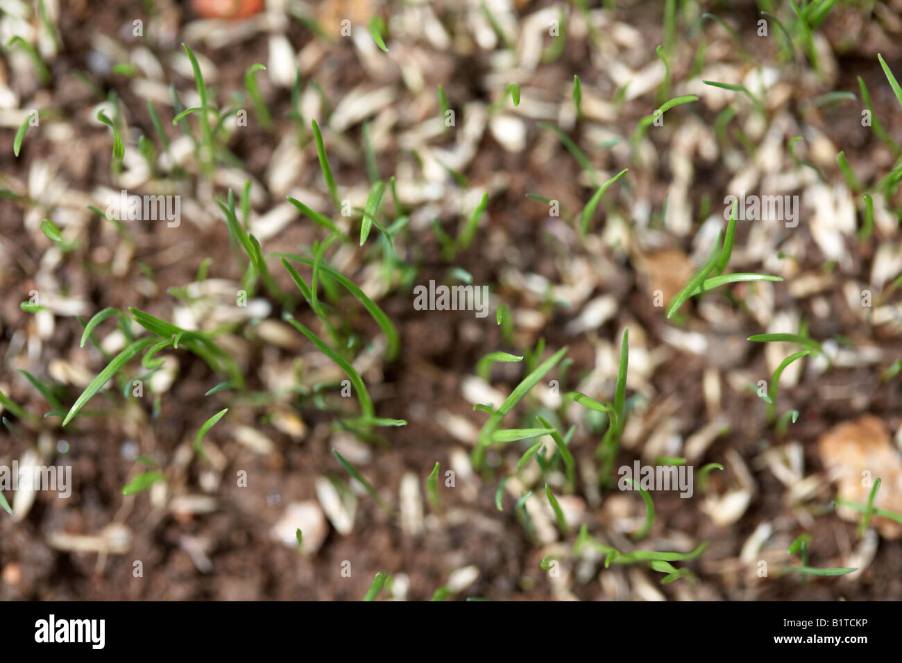 overhead view of blades of new grass growing from grass seed in a garden , northern ireland