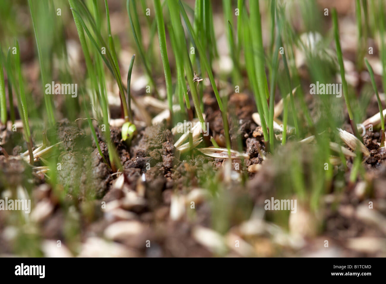leisure emerald variety new grass growing from grass seed in a garden