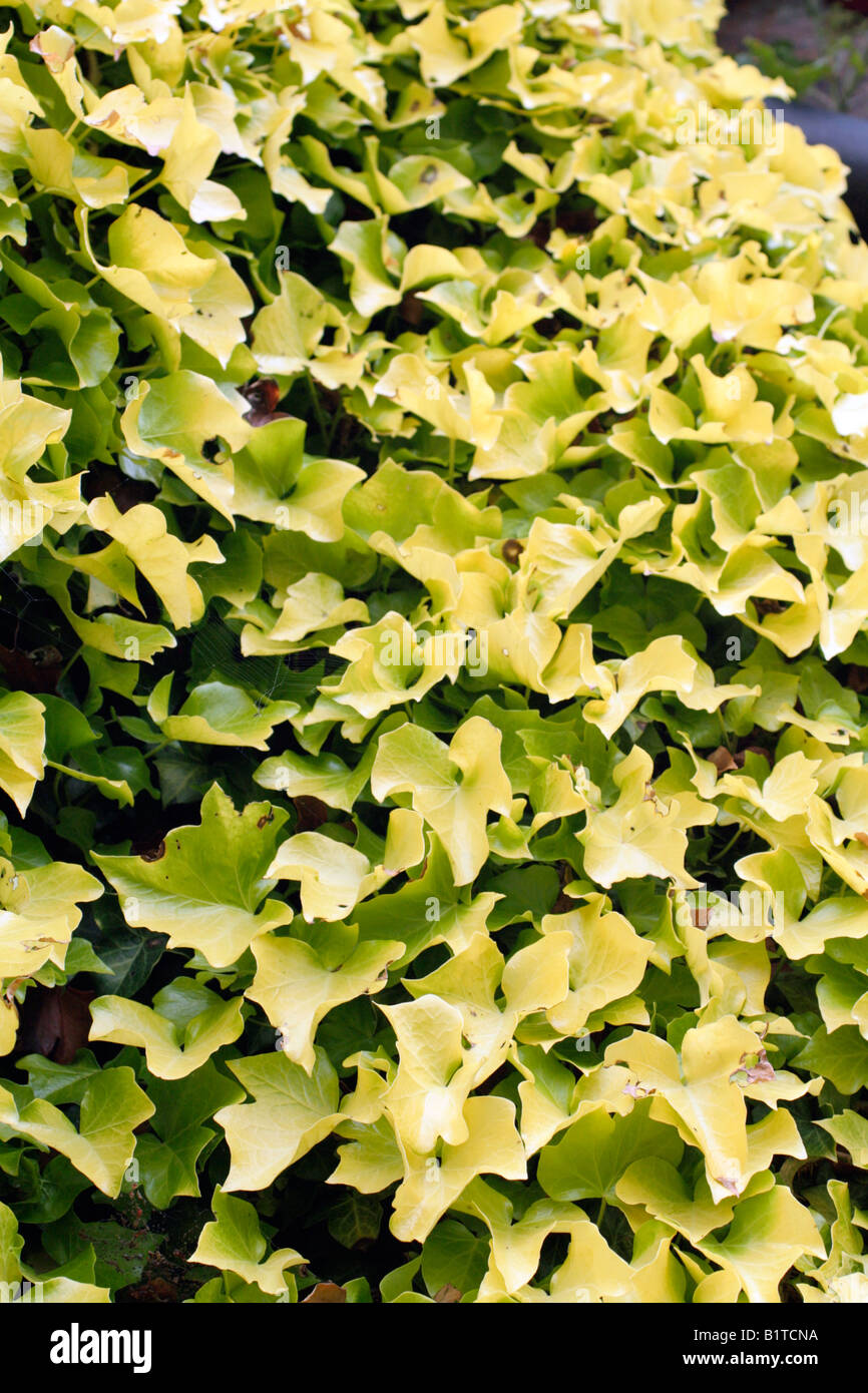 HEDERA HELIX BUTTERCUP Stock Photo
