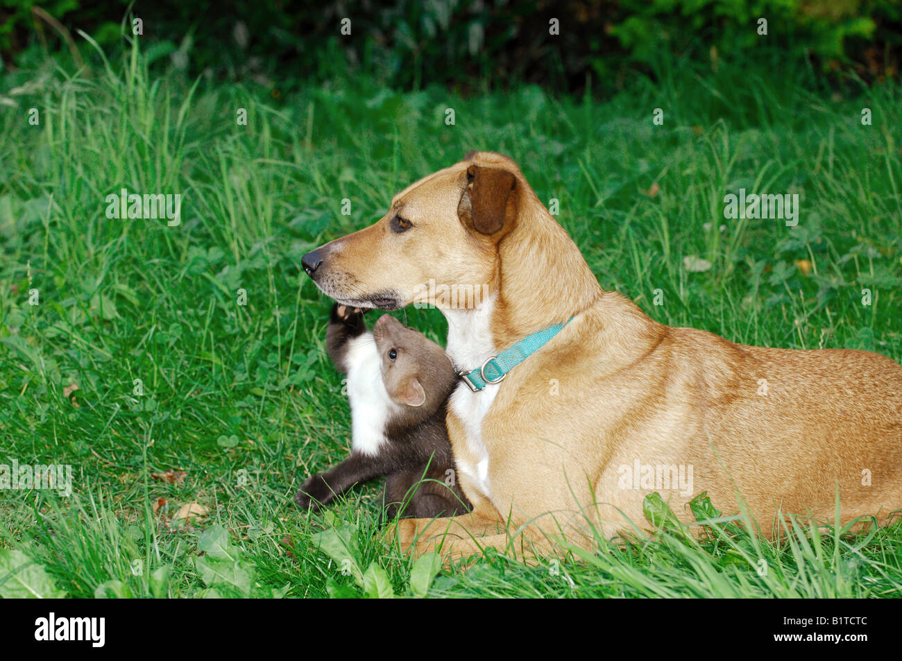 animal friendship: half breed dog and young beech marten on meadow Stock Photo