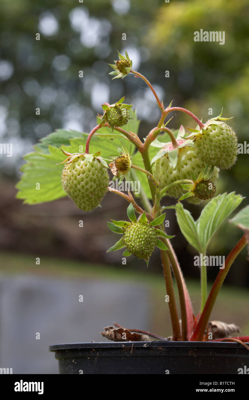 Elsanta hires stock photography and images Alamy