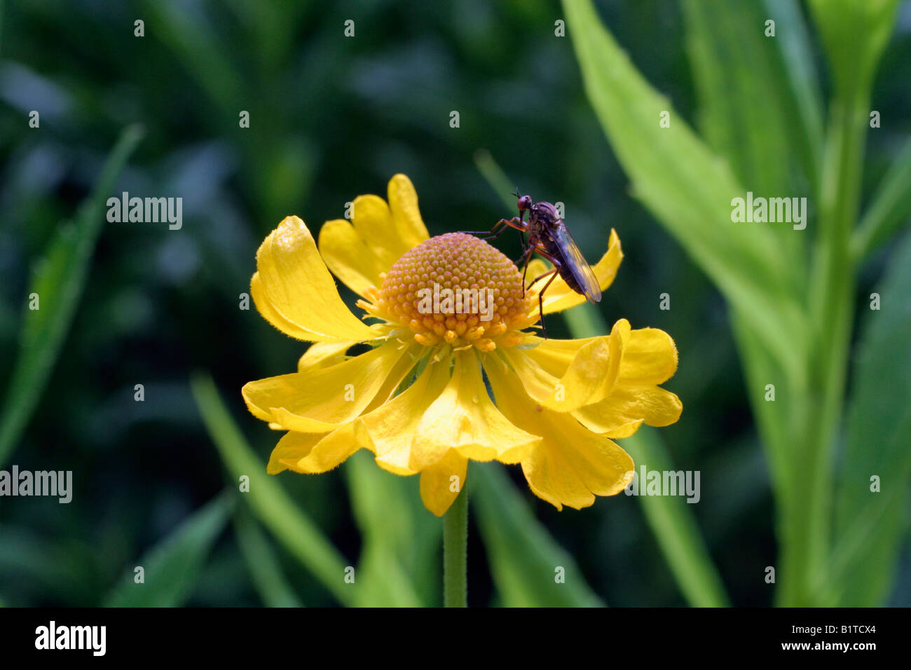 HELENIUM BIGELOVII GROWN FROM WILD COLLECTED SEED EX CALIFORNIA USA WITH INSECT Stock Photo