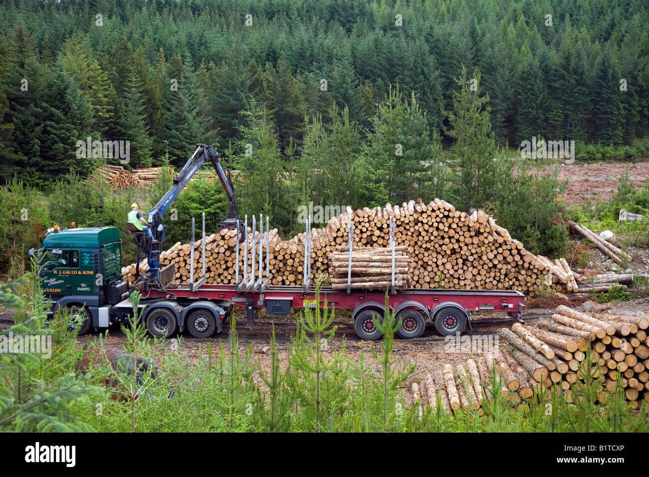 Harvesting Pine logs in Scottish Forest Scottish Timber Industry