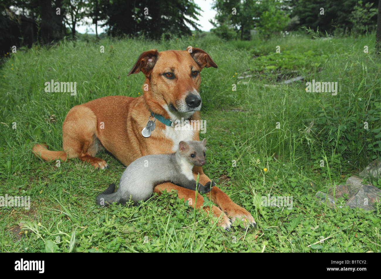animal friendship: half breed dog and young beech marten on meadow Stock Photo